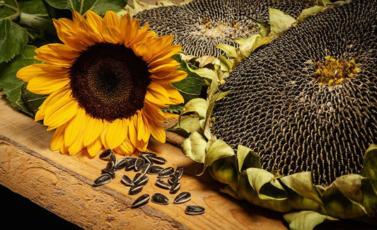 🌻 Sunflower Seeds – The Crunchy Superfood You Need Every Day | CultivateCrest